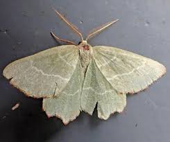 Attēlu rezultāti vaicājumam “Thalera fimbrialis”