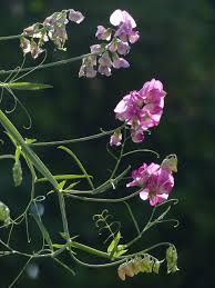Attēlu rezultāti vaicājumam “Lathyrus tuberosus flower”