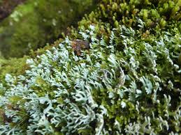 Attēlu rezultāti vaicājumam “Chaenotheca brachypoda”