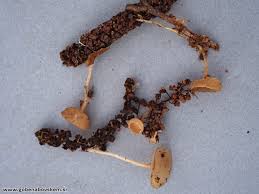 Attēlu rezultāti vaicājumam “Ciboria amentacea”