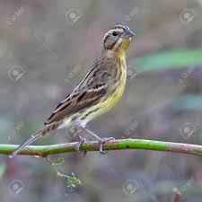 Image result for Emberiza aureola