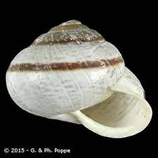 Attēlu rezultāti vaicājumam “Arianta arbustorum”