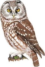 Attēlu rezultāti vaicājumam “Aegolius funereus”