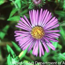 Image result for Aster novae-angliae
