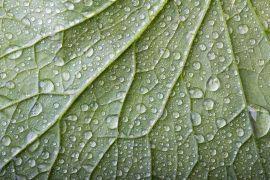 Attēlu rezultāti vaicājumam “Gymnocolea inflata”