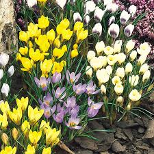 Attēlu rezultāti vaicājumam “Crocus speciosus flower”