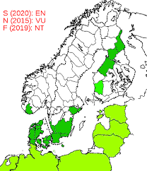 Attēlu rezultāti vaicājumam “Hypocaccus rugiceps”
