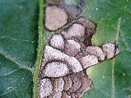 Attēlu rezultāti vaicājumam “Mycosphaerella ulmi”