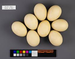 Attēlu rezultāti vaicājumam “Anas platyrhynchos eggs”
