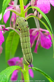 Attēlu rezultāti vaicājumam “Deilephila elpenor larva”