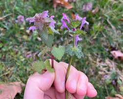 Attēlu rezultāti vaicājumam “Lamium amplexicaule leaf”