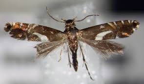 Attēlu rezultāti vaicājumam “Glyphipterigidae”