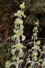 Image result for Marrubium vulgare
