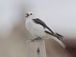 Attēlu rezultāti vaicājumam “Plectrophenax nivalis”