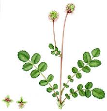 Image result for Sanguisorba minor