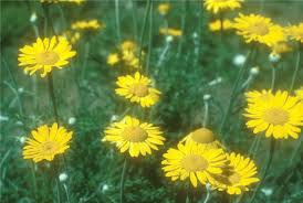 Image result for Anthemis tinctoria