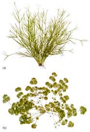 Attēlu rezultāti vaicājumam “Nitella flexilis”