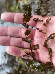 Attēlu rezultāti vaicājumam “Potamogeton perfoliatus”