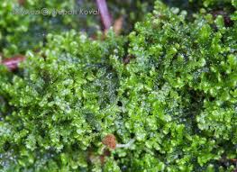 Attēlu rezultāti vaicājumam “Lepidozia reptans”