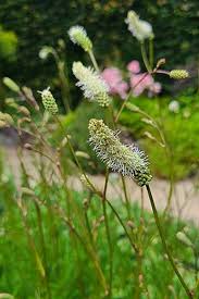 Attēlu rezultāti vaicājumam “Sanguisorba officinalis flower”