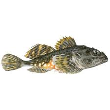 Image result for Myoxocephalus scorpius