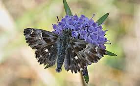 Attēlu rezultāti vaicājumam “Carcharodus floccifera”