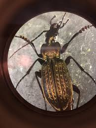 Attēlu rezultāti vaicājumam “Carabus clathratus”
