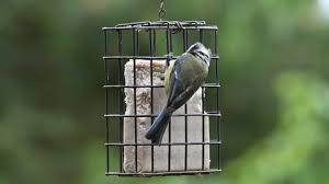 Attēlu rezultāti vaicājumam “Cyanistes caeruleus juvenile”