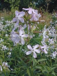Attēlu rezultāti vaicājumam “Saponaria officinalis flower”