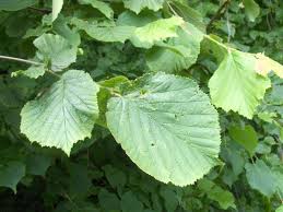 Attēlu rezultāti vaicājumam “Corylus avellana leaf”