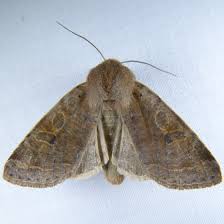 Attēlu rezultāti vaicājumam “Orthosia sp.”