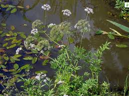 Attēlu rezultāti vaicājumam “Cicuta virosa leaf”