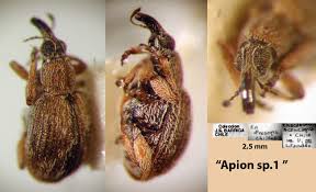 Attēlu rezultāti vaicājumam “Apion sp.”