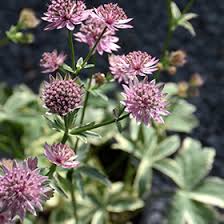 Attēlu rezultāti vaicājumam “Astrantia major leaf”