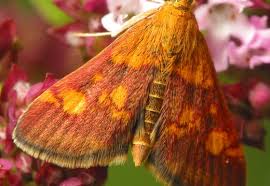 Attēlu rezultāti vaicājumam “Pyrausta aurata”