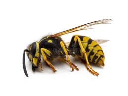 Attēlu rezultāti vaicājumam “Vespula germanica male”
