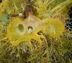 Attēlu rezultāti vaicājumam “Diplolepis rosae”