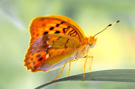 Attēlu rezultāti vaicājumam “Argynnis laodice”