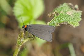 Attēlu rezultāti vaicājumam “Atolmis rubricollis”