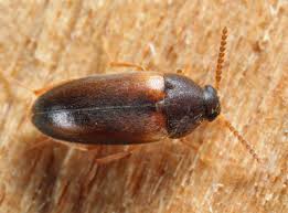 Attēlu rezultāti vaicājumam “Tetratomidae”