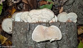 Attēlu rezultāti vaicājumam “Trametes hirsuta”