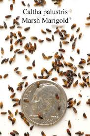 Attēlu rezultāti vaicājumam “Caltha palustris fruit”