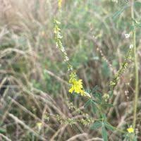 Attēlu rezultāti vaicājumam “Melilotus wolgicus”