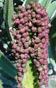 Attēlu rezultāti vaicājumam “Euphorbia palustris fruit”