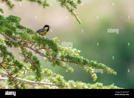 Attēlu rezultāti vaicājumam “Periparus ater adult”