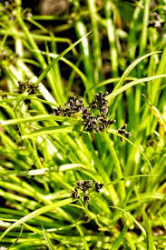 Attēlu rezultāti vaicājumam “Cyperus fuscus”