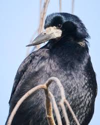 Attēlu rezultāti vaicājumam “Corvus frugilegus adult”