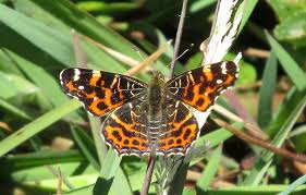 Attēlu rezultāti vaicājumam “Araschnia levana underside”