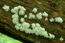 Attēlu rezultāti vaicājumam “Ceratiomyxa fruticulosa”