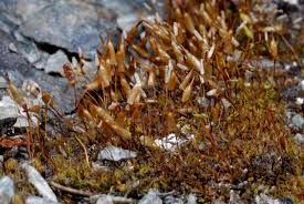 Attēlu rezultāti vaicājumam “Encalypta streptocarpa sporophyte”